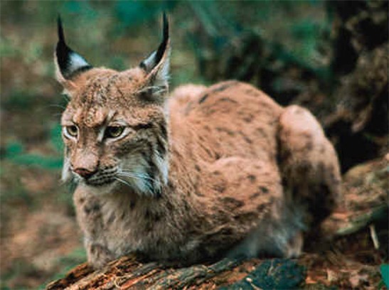 A Lynx in the Carpathian Mountains.